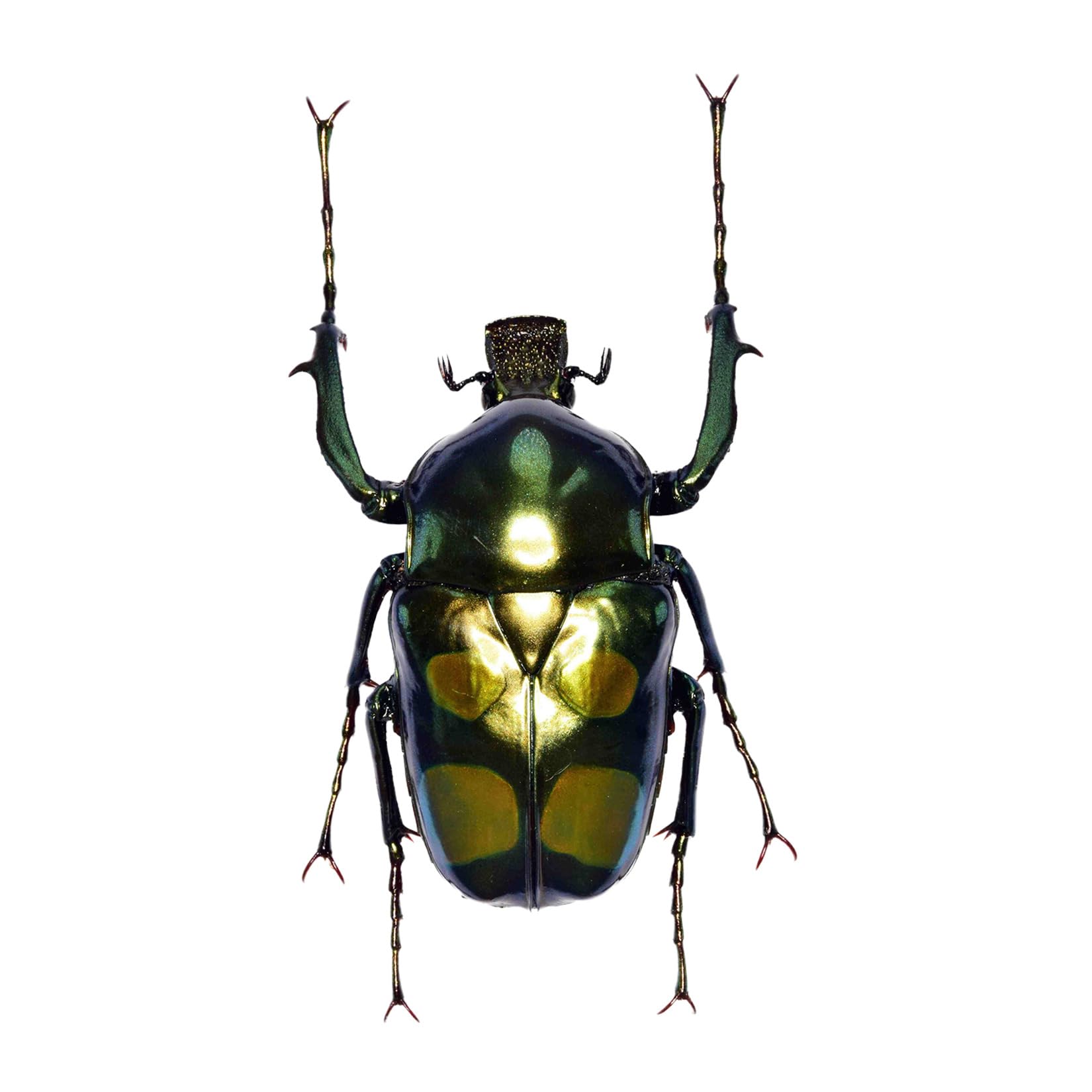 

Nirvana Гигантский Жук-Скарабей Холодильник Пластиковая Готовая Фигурка, Coleoptera, Украшение, Магнитный, Реалистичный, Взрослый, Иллюстрированный, Насекомое, зелёный