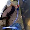 Round Shank Electric Drill Pump Self-priming Self Suction Centrifugal Pump  Household