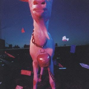 CD ANARCHY - Dingo VICL60123 Invitation 1997 Japan ObiRap & Hip-Hop/R&B Used