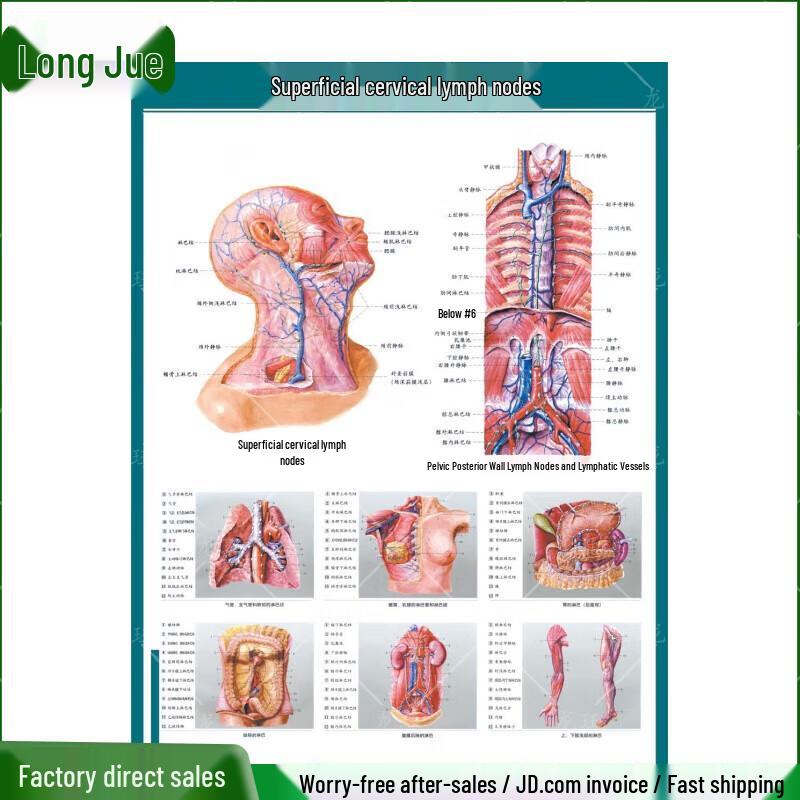 Human Anatomy Internal Organs & Heart Poster Set