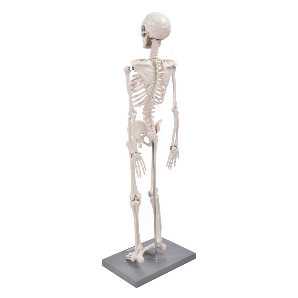 YAOJING PVC Human Skeleton Model,85CM Scientific Human Anatomy Teaching Tool 9.17 YAOJING PVC Human Skeleton Model,85CM Scientific Human Anatomy Teaching Tool 9.17