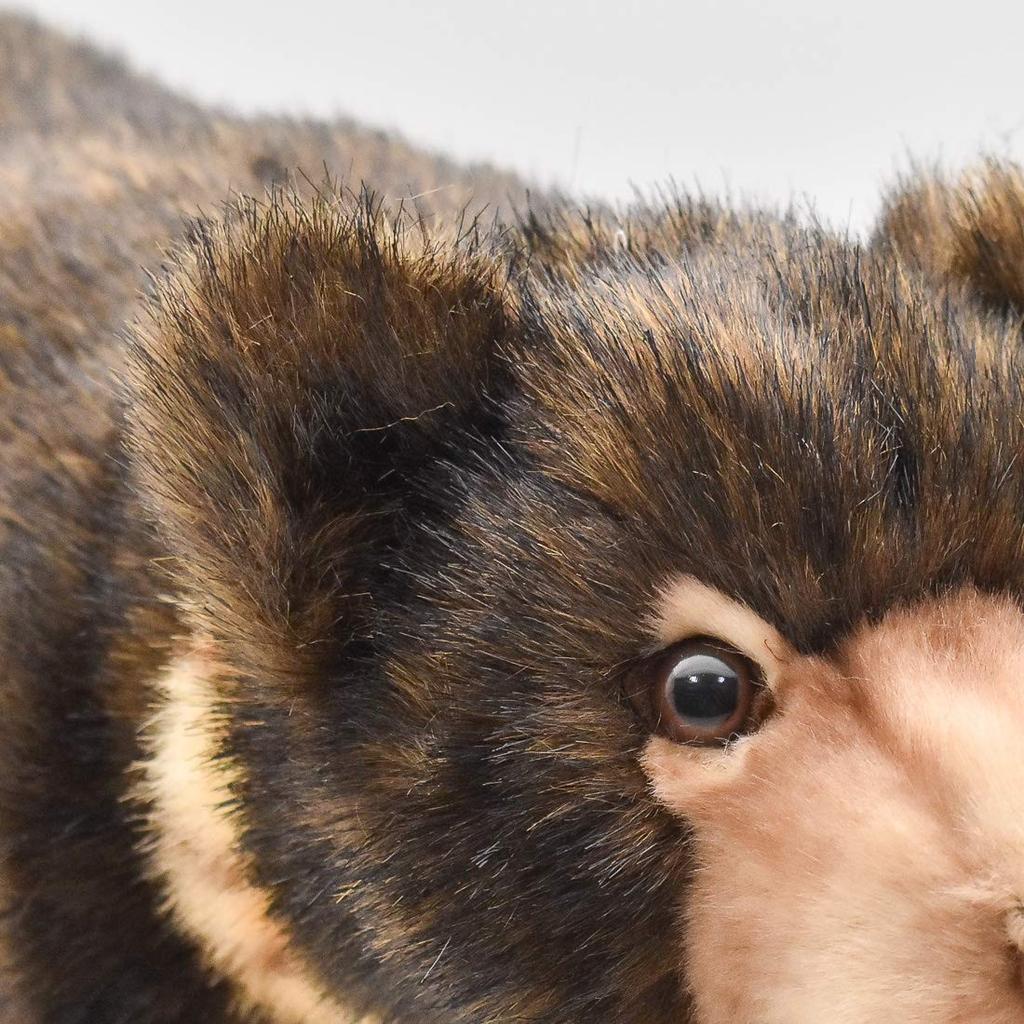 Malayan Sun Bear No. 5234