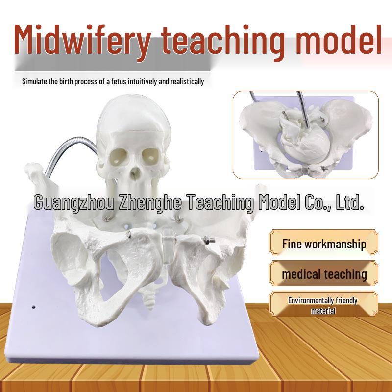 Childbirth Teaching Aid: Female Pelvis and Baby Skull Model Life-size