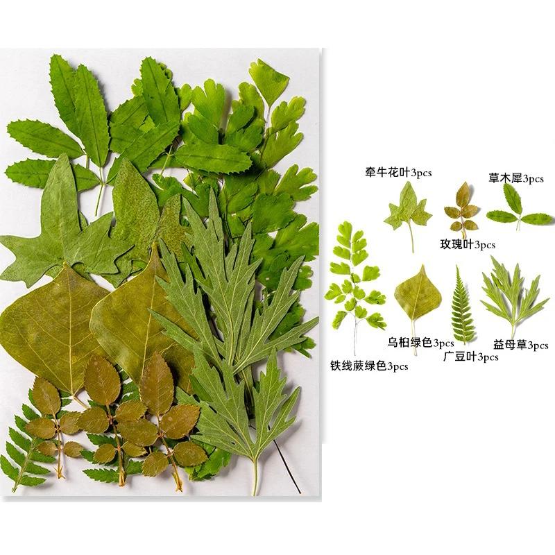21PCS Set Dried Pressed Plants Leavse for Jewelry Resin Making Natural Green Leaves Flowers Material for DIY Supplies