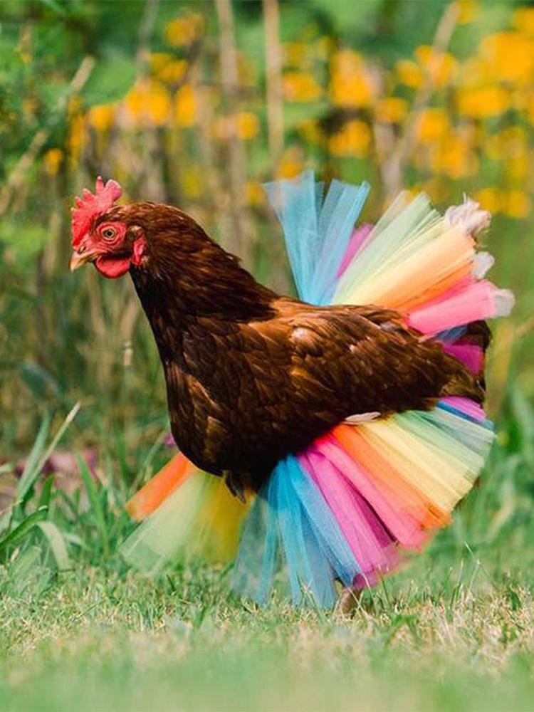 Costumes for Chickens Funny Rainbow Hen Dress Pet Pretend Play Props for Geese Dog Home Performance Holiday Party Christmas