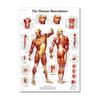 Muskel- und Skelettsystem Anatomisches Poster-Set Menschliches Skelett & Muskelanatomie Einseitig 19" x 27"""