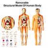 Assembly Human Skeleton Organ Model Toys Children's Science Education Cognitive Skeleton Structure Puzzle Assembly Toys for Kids