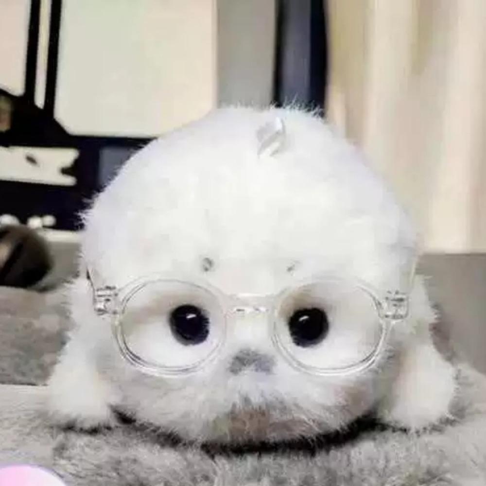 Ocean Animal Seal Stuffed Doll Palm Sized Seal Keychain Cartoon Seal Plush Toy  Backpack