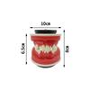 Dental Orthodontic Training Jawbone Model Wax Gingiva Orthodontic Treatment Dental Model