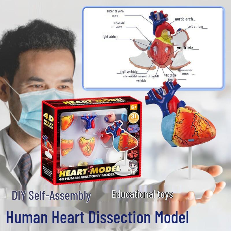 4D Heart Structure Anatomy Model: Educational Cognitive Teaching Aid for Kids, Removable Organ Model