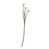 64cm – cream