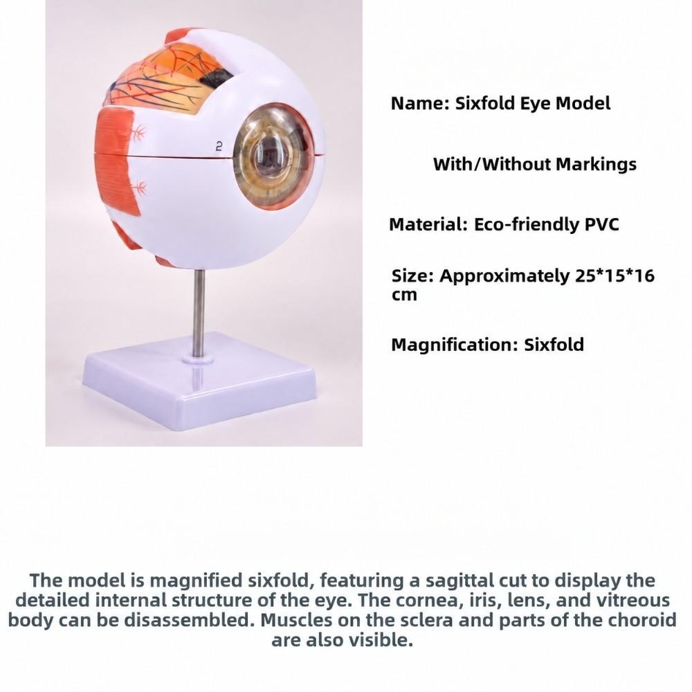 6X White & Transparent 6X Enlarged Eye Model Ophthalmology Anatomical Model Science Presentation