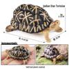 European & Indian Star Tortoise Simulation Toy for Car Decoration