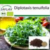 Organic - Wild Rocket - 1500 Seeds - With Potting Substrate for Better Cultivation - Diplotaxis Tenuifolia