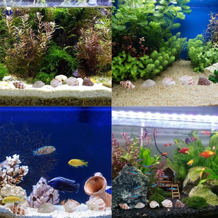 Floating Seashells Display Box Large-capacity Seashells Decorative Storage Box for Home and Beach Decoration