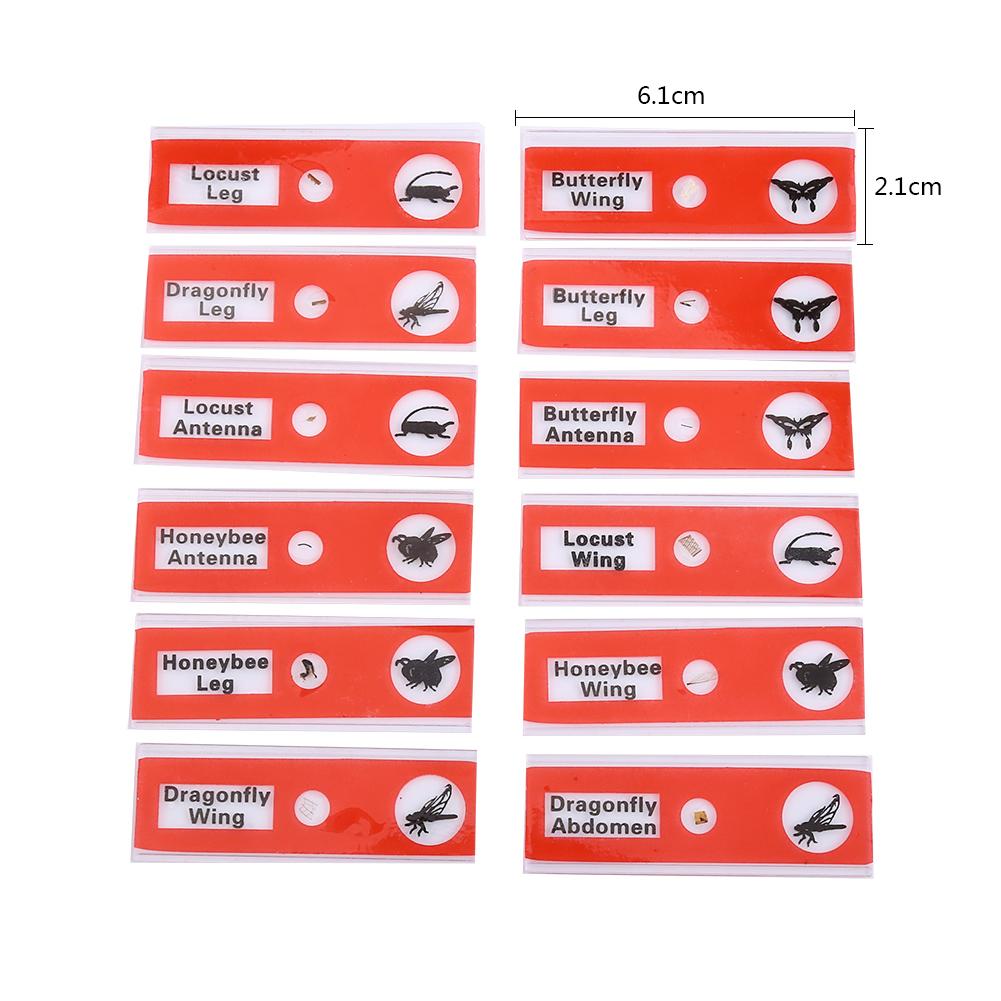 12pcs Plastic Prepared Microscope Slides Animals Insects Flowers Plants Red box