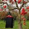 Large Fruit Picking Bag Adjustable Harvest Garden Apron Storage Pouch for Outdoor Orchard, Farm, Garden Easy to Use