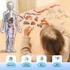 HYEANHLPYE Human Anatomy Model Toy, Transparent Full Body Human Blood Vessel Model Toy, Mannequin, Removable Organs and Skeleton Model, Disassembly Pu