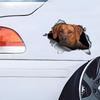 Rhodesian Ridgeback 3D Bryt Muren Bildekal, Vattentäta Vinylmaterial Tillbehör, Intressant För Bilar, Lastbilar, Motorcyklar, Väggar