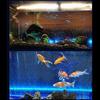 Aquariumlampe Bunt Sauerstoffanreichernd Blasenlicht Wasserdicht LED Dekorlampe für Aquarium
