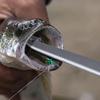 Corrosion-Resistant Unhooking Device Stainless Steel Catch Remover Plier  For Fishing Tools