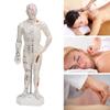 Human Body Acupuncture Model Professional Portable Meridian Points Model for Science Class Education 10.2in
