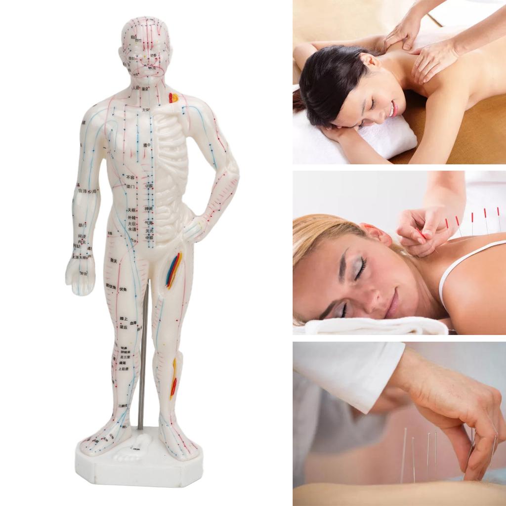 Human Body Acupuncture Model Professional Portable Meridian Points Model for Science Class Education 10.2in
