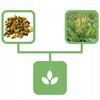 Mullein Mullein Flower 50 G Natural Shop