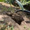 JNL Multi-functional Weeding Hoe
