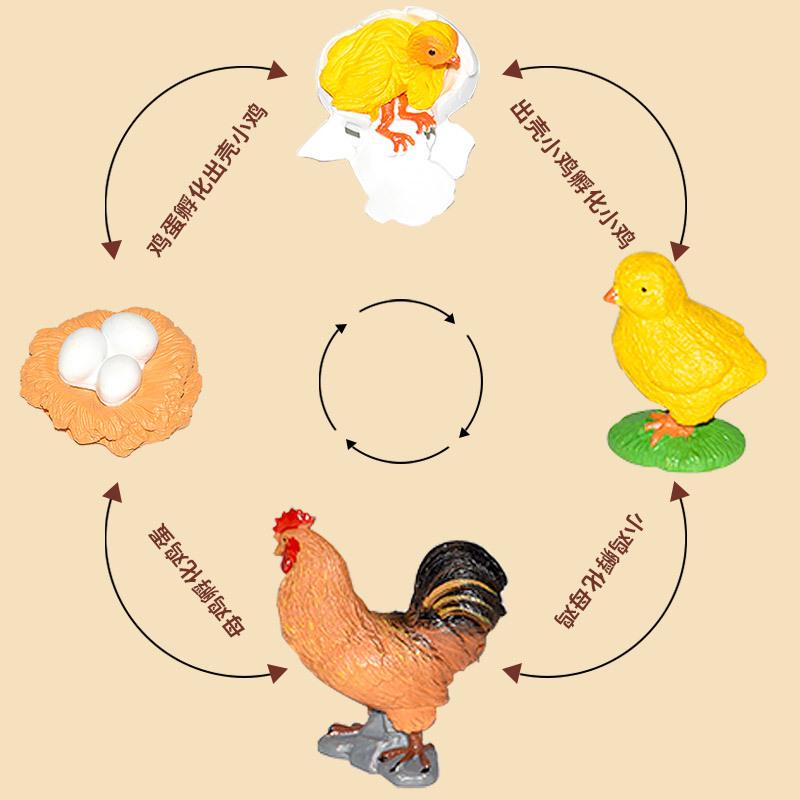 Montessori Plant & Animal Life Cycle Educational Toy Set for Early Learning