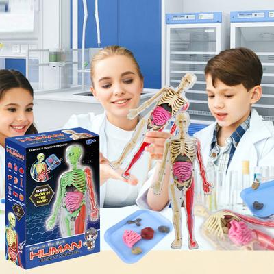 Human Body Model with Tray Tweezers Glow-in-the-dark Removable Human Torso Anatomy Teaching Aid School Students Organs Bones Learning Educational Toy