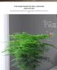 Asparagus Fern Indoor Plant: Air-Purifying, Evergreen, Hydroponic Bonsai for Office or Home