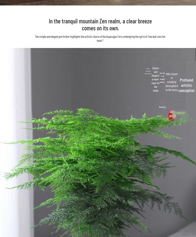 Asparagus Fern Indoor Plant: Air-Purifying, Evergreen, Hydroponic Bonsai for Office or Home