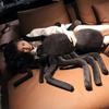 Peluche Bambola Ragno Nero Bambola Fatta a Mano Cartone Animato Anime Cuscino Carino Decorazione per la Casa Giocattolo Regalo di Compleanno per Bambini