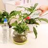 Watering Bottle Mini Cap Sprinkler Spray Garden Plant Flower Easy Tool Equipment
