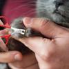 Pet Claw Trimmer Tool Professional Cat Nail Scissors Dog Nail Clippers Cat Nail Scissors Pet Grooming Supplies for Small Dogs