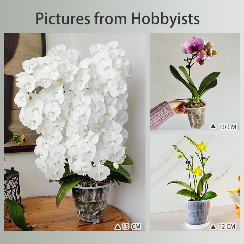 Meshpot Orchid Pot Clear Orchid Pots with Holes Plastic Orchid Pots In 10cm 12cm 15cm