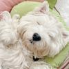 Pet Sleep Cushion Detachable Easy to Clean Cervical Spine Support U-shaped Cat Dog Cushion Pet Supplies