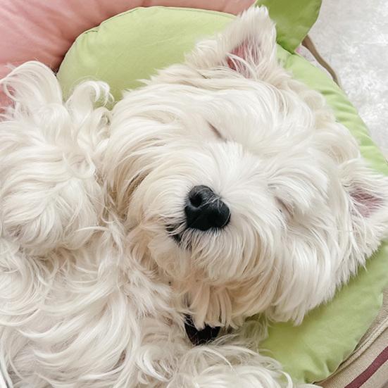 Pet Sleep Cushion Detachable Easy to Clean Cervical Spine Support U-shaped Cat Dog Cushion Pet Supplies