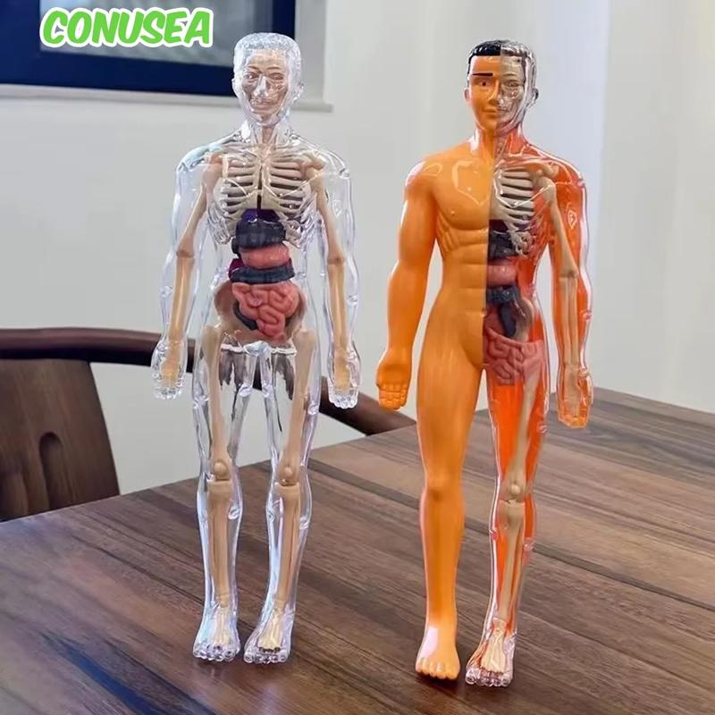 Detachable Assembly Human Body Model Structure Full Body Skeleton Organs 3D skeleton medical Anatomy Children's puzzle toys