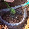 Bolsas de Malla de Acero Inoxidable Premium para Raíces de Plantas Bolsa Protectora de Red para Jardín de Alta Resistencia Barrera de Raíces Anti-Animales para Macetas