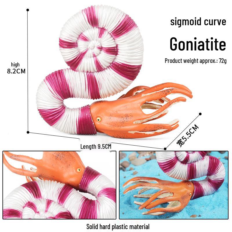 Simulated Nautilus & Ammonite Shell Toy for Children s Science Education