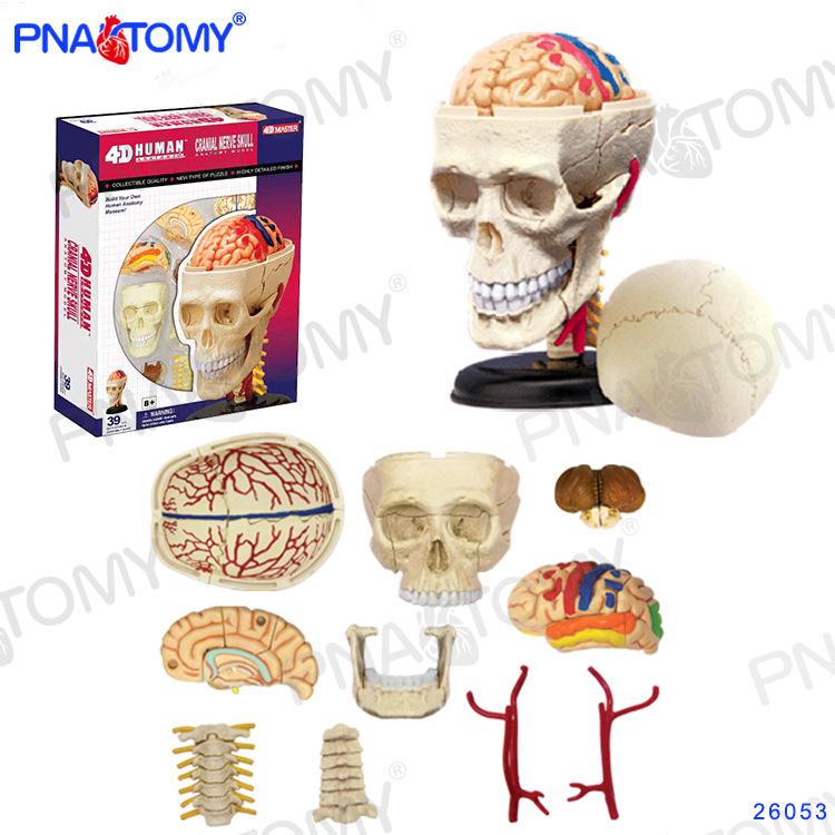 4D Human Anatomy Model: Brain, Heart, Eye, Ear, Pelvis, Knee, Muscle