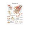 Science Wall Art Muscle System Human Anatomy Diagram Medical Education Supplies HD Oil On Canvas Posters And Prints Home Decor