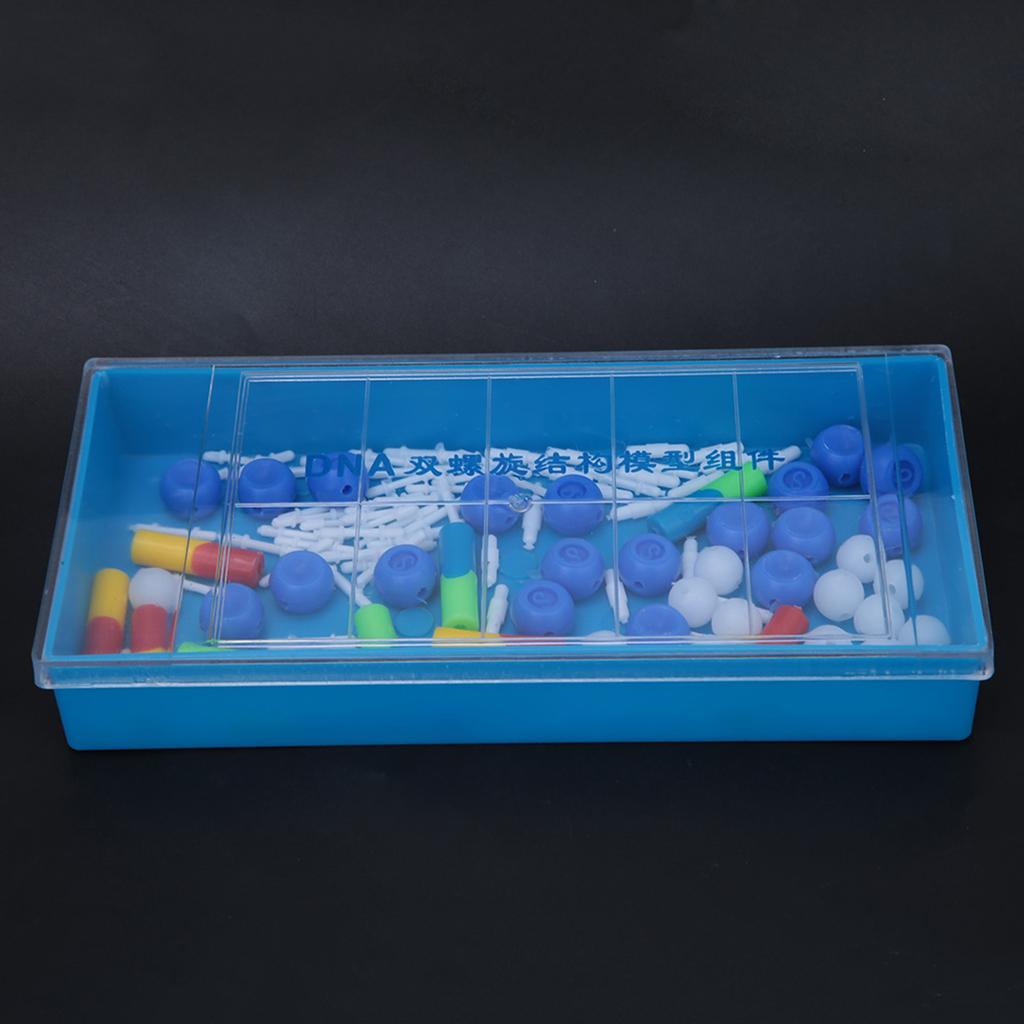 Science Educational Double Helix DNA Model Biological Molecular Teaching Aid InstrumentDNA Model