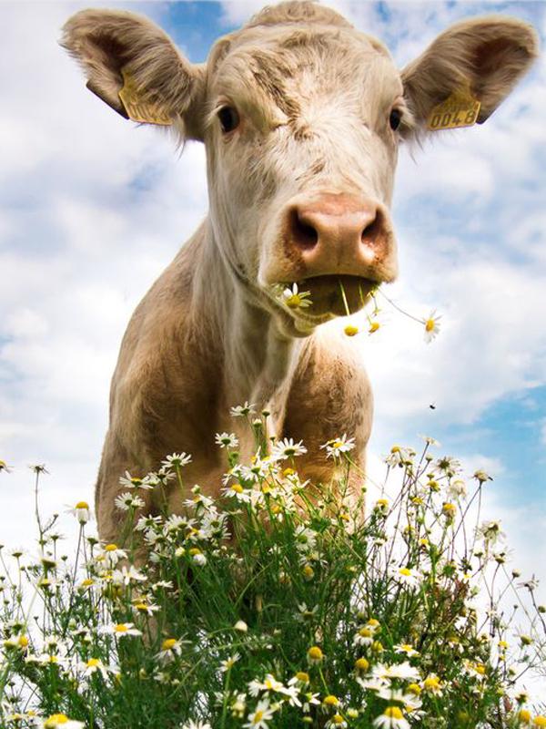 

Набор для алмазной живописи, алмазная живопись с животными, 5D, новые поступления, наборы для вышивки крестом, наборы для вышивки алмазами, наборы для рисования алмазами 15*20cm