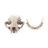 Scary Animal Skull Ornament Funny Cat Skull Statue Artificial Skull Head  Halloween Decor Gifts