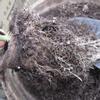 50 Stück Runde Abbaubare Zellstoff Torf Topf Pflanze Anzuchttopf Gartenbedarf 8*8cm