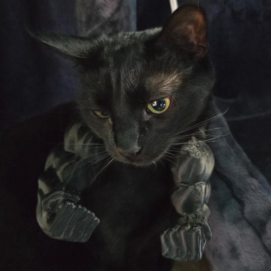Cat Muscle Arm Costume Funny Cat Neck Arm with Muscle 3D Printed Cat Arm Prop for Parties Photos Entertainment