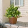 Artificial Pine Topiary Realistic Faux Pine Bushes Artificial Greenery with Spike Christmas Topiary